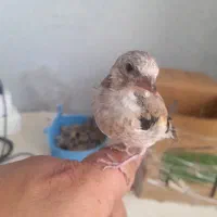 جوجه سهره سرلاکی