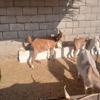 بز خارجی|حیوانات مزرعه|دره شهر, |دیوار