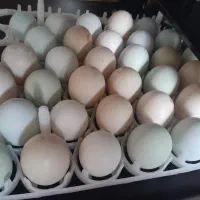 تخم مرغ ایام سامانی و گلین وارکانا