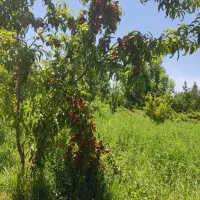 فروش باغ ثمری 6هزار‌متر