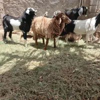 بره چاق