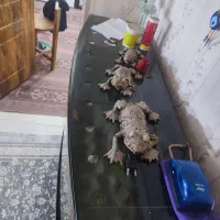 آکواریوم با میز
