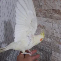 عروس هلندی لوتینو|پرنده|مشکیندشت, |دیوار