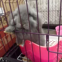 خرگوش عروسکی فرانسوی