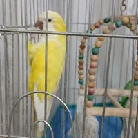 پرنده راهب زرد سخنگو (توضیحات خونده بشه)