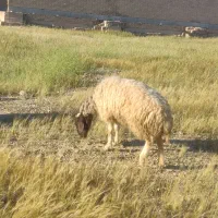 گوسفند داشتی