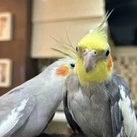 عروس هلندی|پرنده|نوشهر, |دیوار