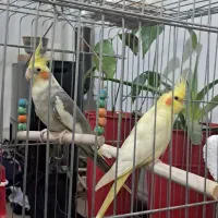 عروس هلندی دستی و سخن گو