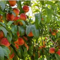 فروش باغ شبسترکافی الملک