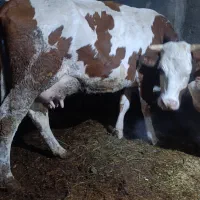 خرید و فروش گاو گوساله