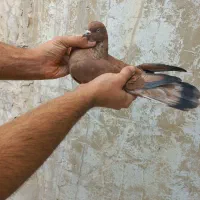 کله ای و برنجی در ایذه