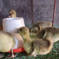 جوجه غاز ۲۰ روزه