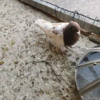 کفتر|پرنده|ایواوغلی, |دیوار