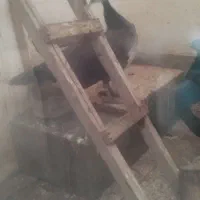 طاووس|پرنده|مشهد, انقلاب|دیوار