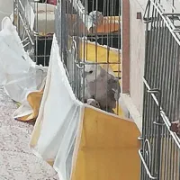 عروس هلندی مولد وایت فیس و اهویی با قفس لوازم|پرنده|تهران, تهرانپارس شرقی|دیوار