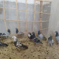 30دونه کفتر بازی|پرنده|هامون, |دیوار