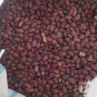 لوبیا قرمز بوجاری شده|خوردنی و آشامیدنی|ارسنجان, |دیوار