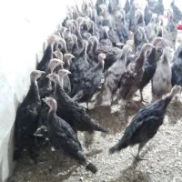 جوجه بوقلمون /نیمچه