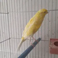 فروش قناری|پرنده|فولادشهر, مسکن مهر فولادشهر|دیوار