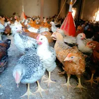 خروس و مرغ محلی