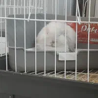 خرگوش لوپ خارجی