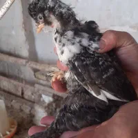فروش جوجه سلطان و لهستانی|حیوانات مزرعه|خرمدشت, |دیوار