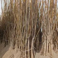 نهالستان فروش نهال های گردو بادام و صنوبر|خدمات باغبانی و درختکاری|تاکستان, |دیوار