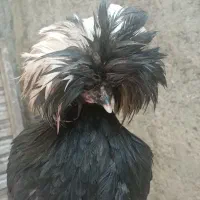 مرغ خروس