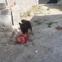 سگ ژرمن یکساله