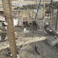 کبوتر|پرنده|فولادشهر, B1|دیوار