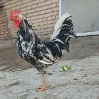 خروس