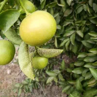لیموشیرین آبدار هرکیلو ۱۰۰ هزار تومان