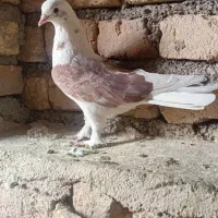 ماده دوکت