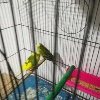 دوجفت مرغ عشق مولد