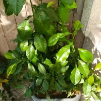 گل بهار نارنج