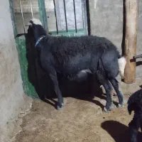 قوچ قرع چال|حیوانات مزرعه|هشترود, |دیوار