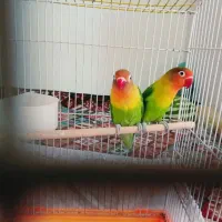 جفت کوتوله برزیلی نیمه دستی با قفس