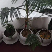 هرس باغ انگور