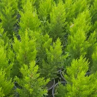 لاوسون وارغوان|خدمات باغبانی و درختکاری|کلاچای, |دیوار