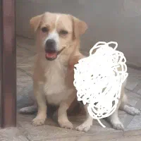 شیواوا مدل ژاپنی