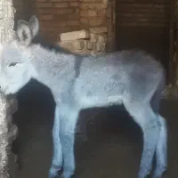 شیر خر