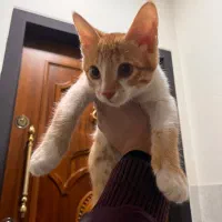 واگذاری گربه نر ۳/۵ ماهه