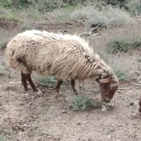 گوسفند ماده