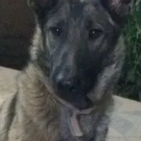 ژرمن ورک ماده|سگ|سپیدان, |دیوار