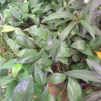 گل پتوس سرحال وشاداب