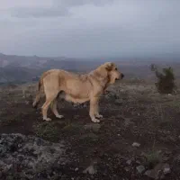 واگذاری ماده پژدر|سگ|اهر, |دیوار