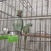 بزرگترین پت شاپ و قصر پرنده در سمنان|پرنده|سمنان, |دیوار