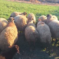 میش و بره  گوسفند|حیوانات مزرعه|سنقر, |دیوار