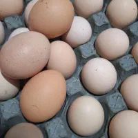 تخم مرغ محلی