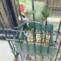 شاه طوطی|پرنده|اهواز, پادادشهر|دیوار